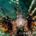 lionfish_common_muck_h_0705_png2264.jpg
